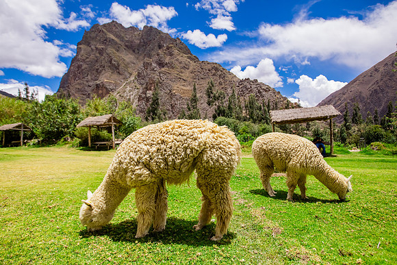 Maras, Ollantaytambo