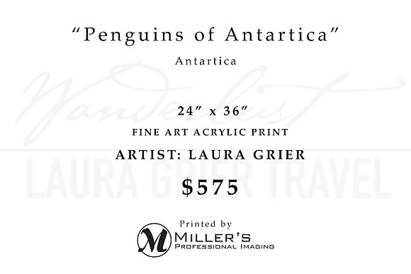 RowDTLA-Popup-Penguins