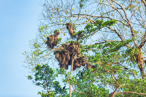 KelliBeePhotography-Peru-Amazon-Day5-0003