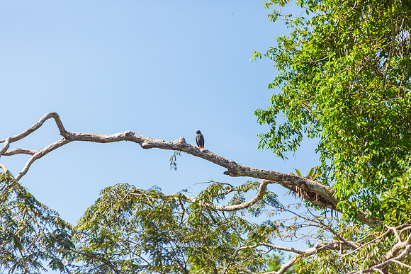 KelliBeePhotography-Peru-Amazon-Day5-0034
