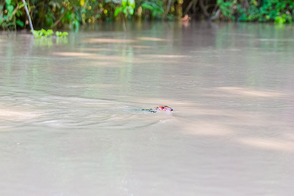 KelliBeePhotography-Peru-Amazon-Day5-0038